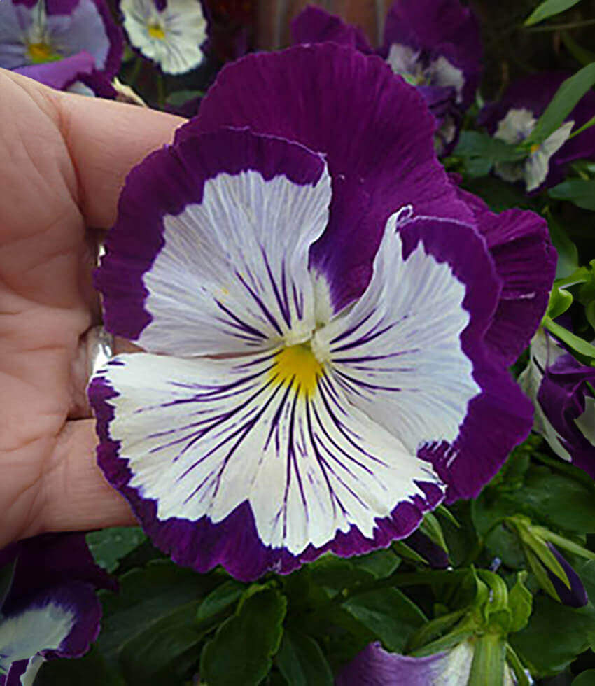Viola, Whopping Purple Whiskers, Pansy, Violet