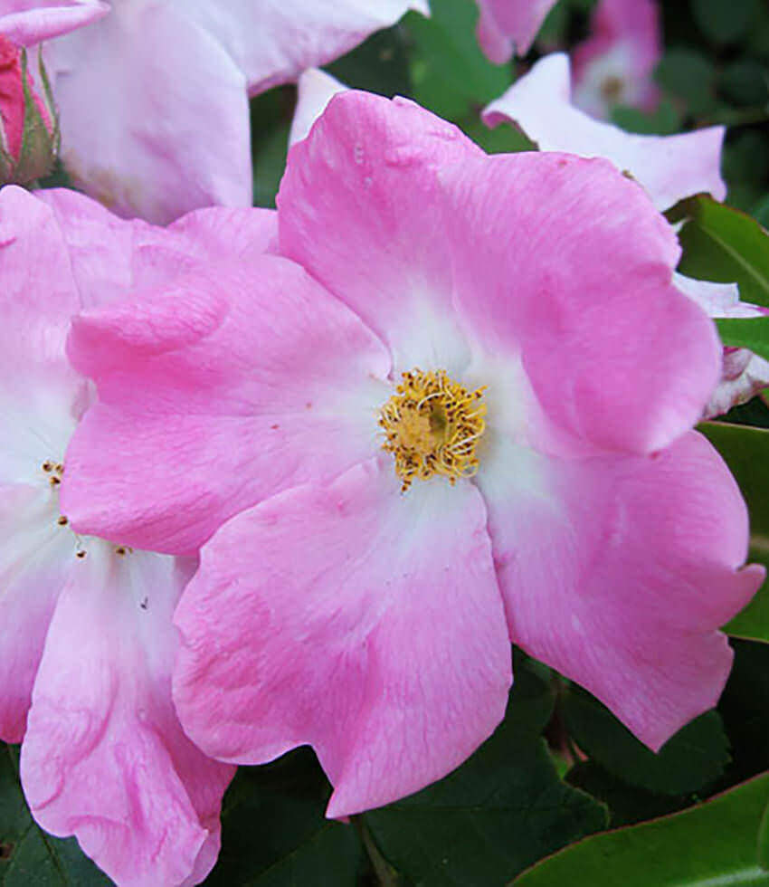 Rosa, Nearly Wild, Climbing Rose