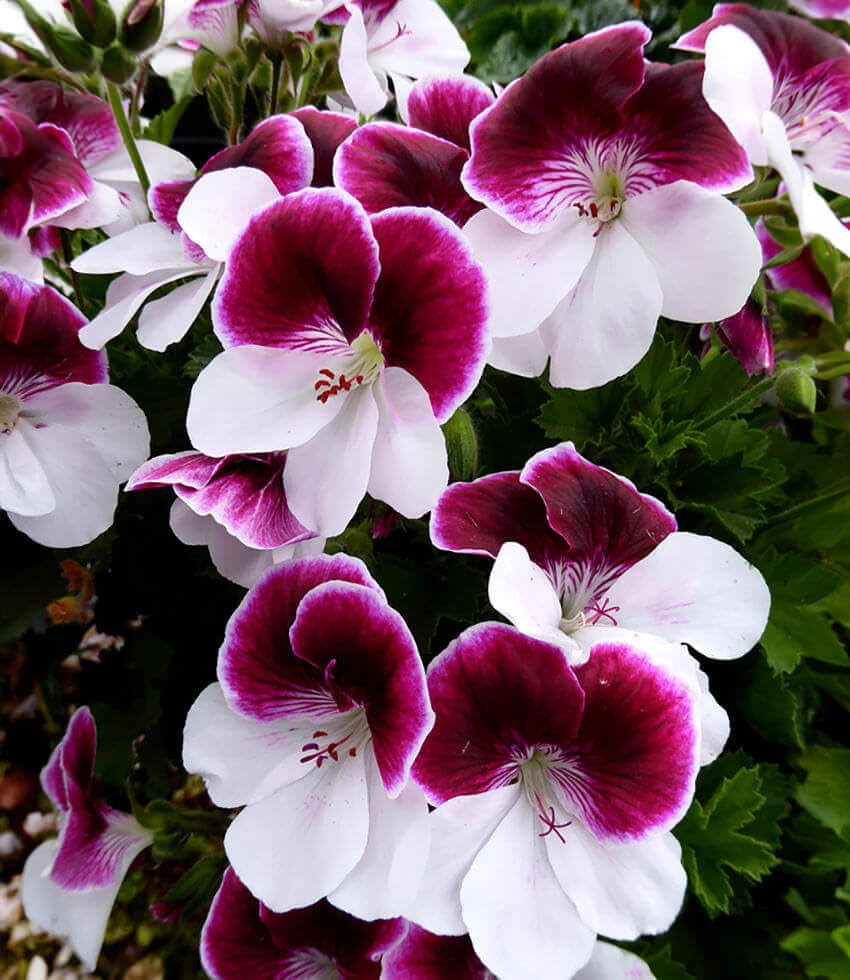 Pelargonium, Australian Mystery, Geranium