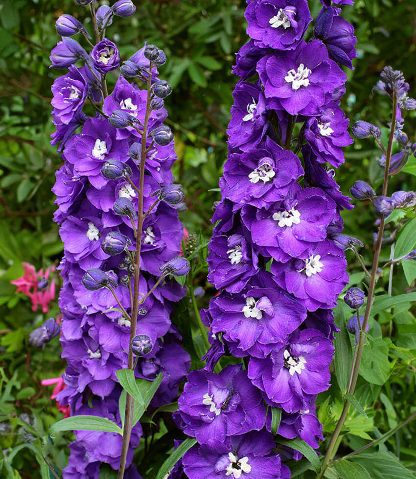 Delphinium elatum, Purple Passion, Larkspur