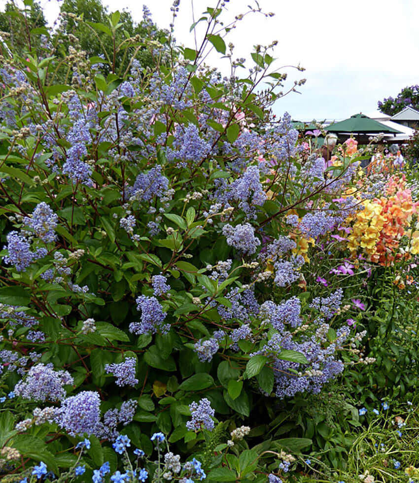 Ceanothus delileanus, Gloire de Versailles, Wild Lilac