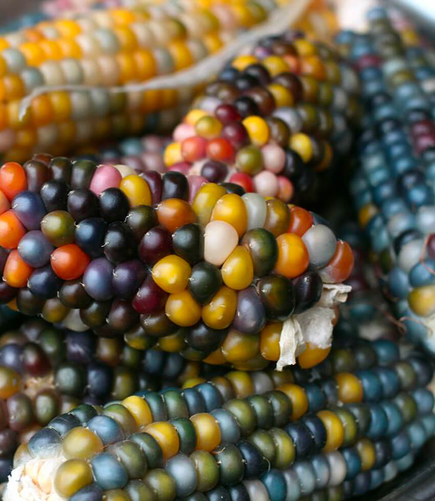 Corn - Zea mays , Glass Gem