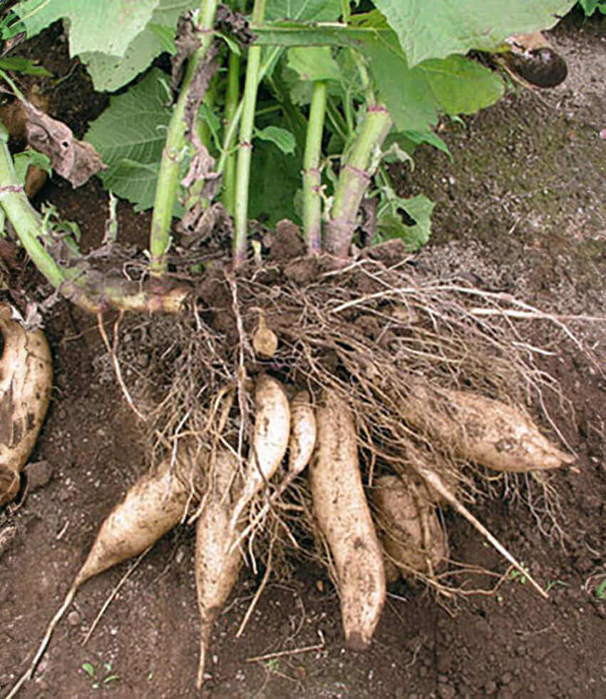 Yacon, Peruvian Ground Apple