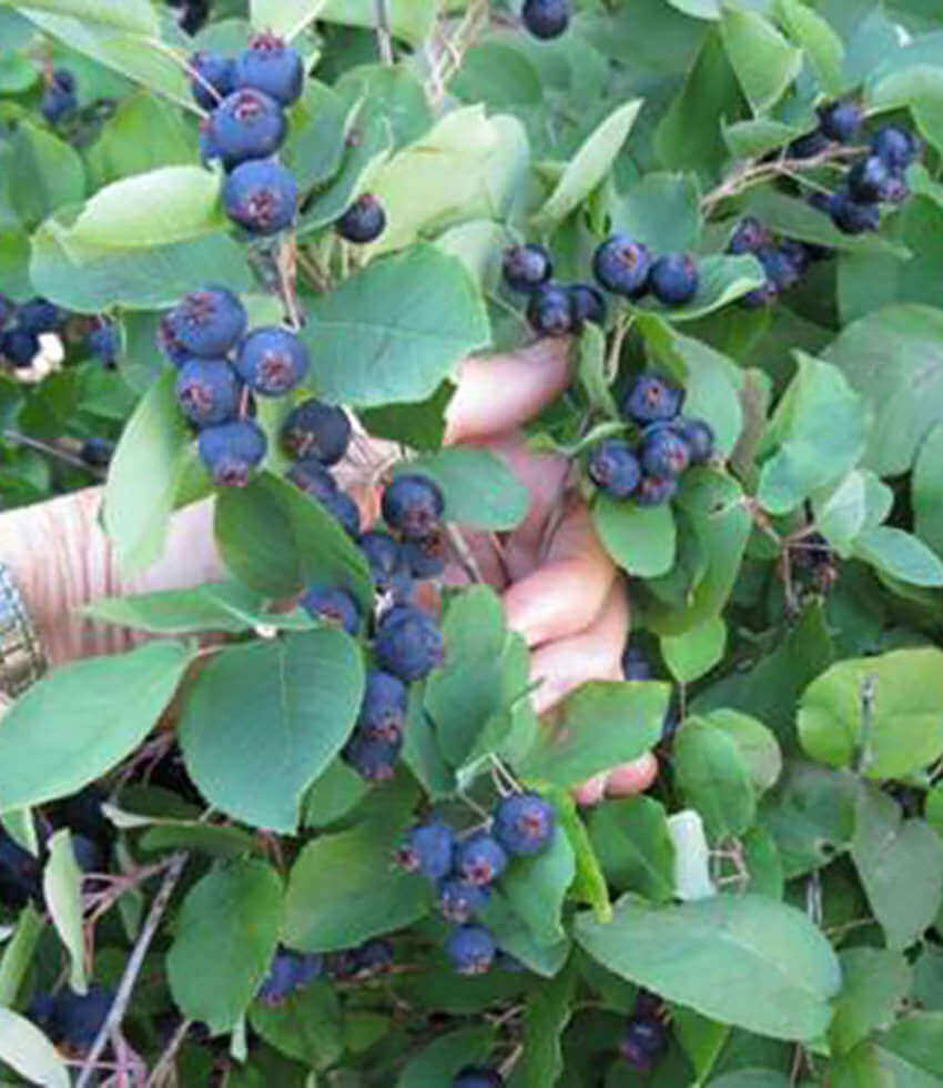 Serviceberry, Timm & Success, Juneberry