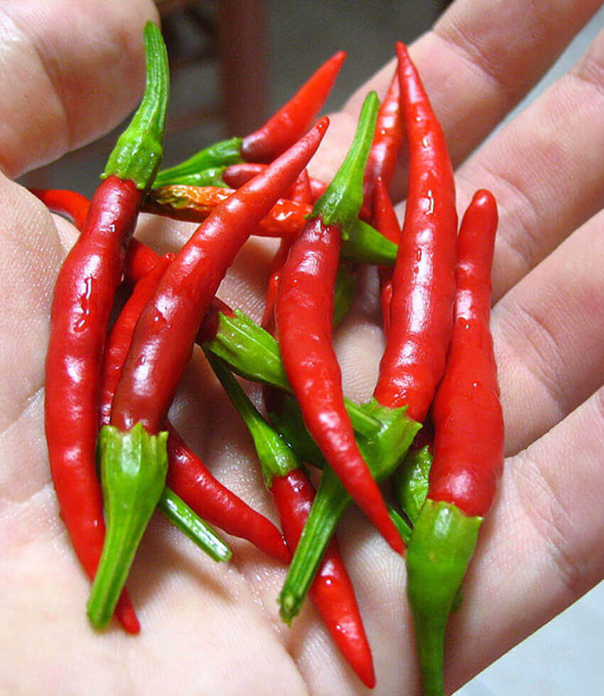 Pepper, Chile de Arbol