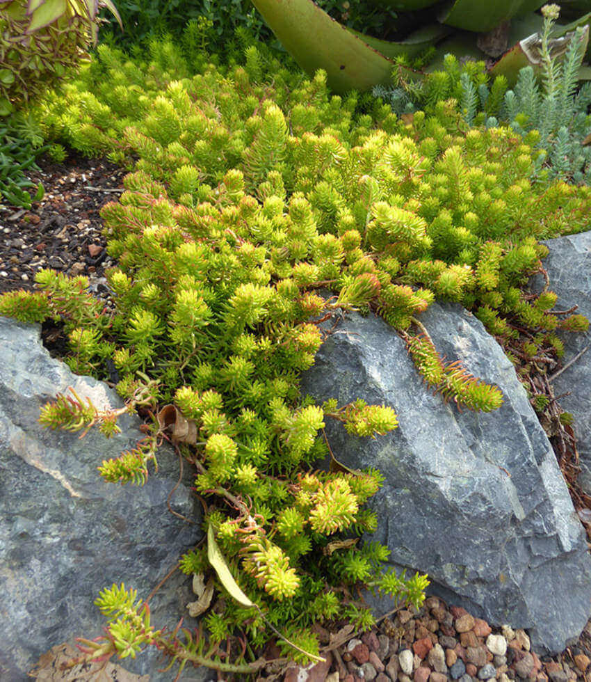 Sedum rupestre, Angelina, Reflexed Stonecrop, Blue Stonecrop