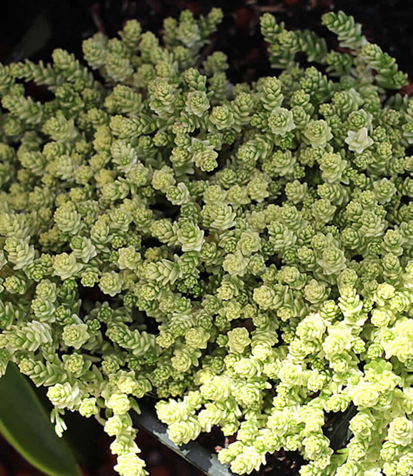Sedum acre, Elegans, Stonecrop