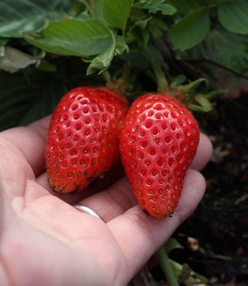 Fragaria x ananassa, Elan, Strawberry