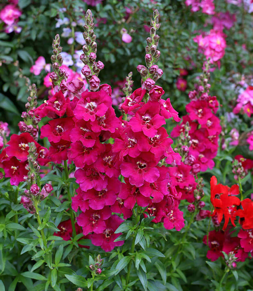 Antirrhinum majus, Chantilly Purple, Snapdragon