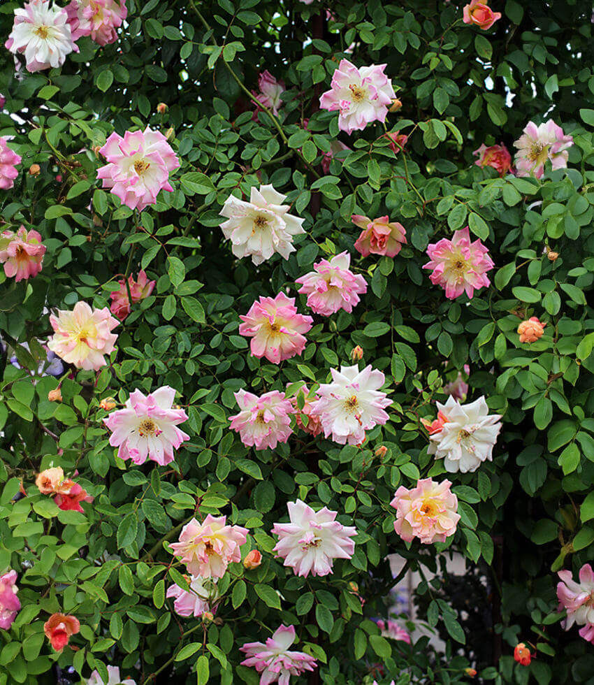 Rosa, Phyllis Bide, Climbing Rose