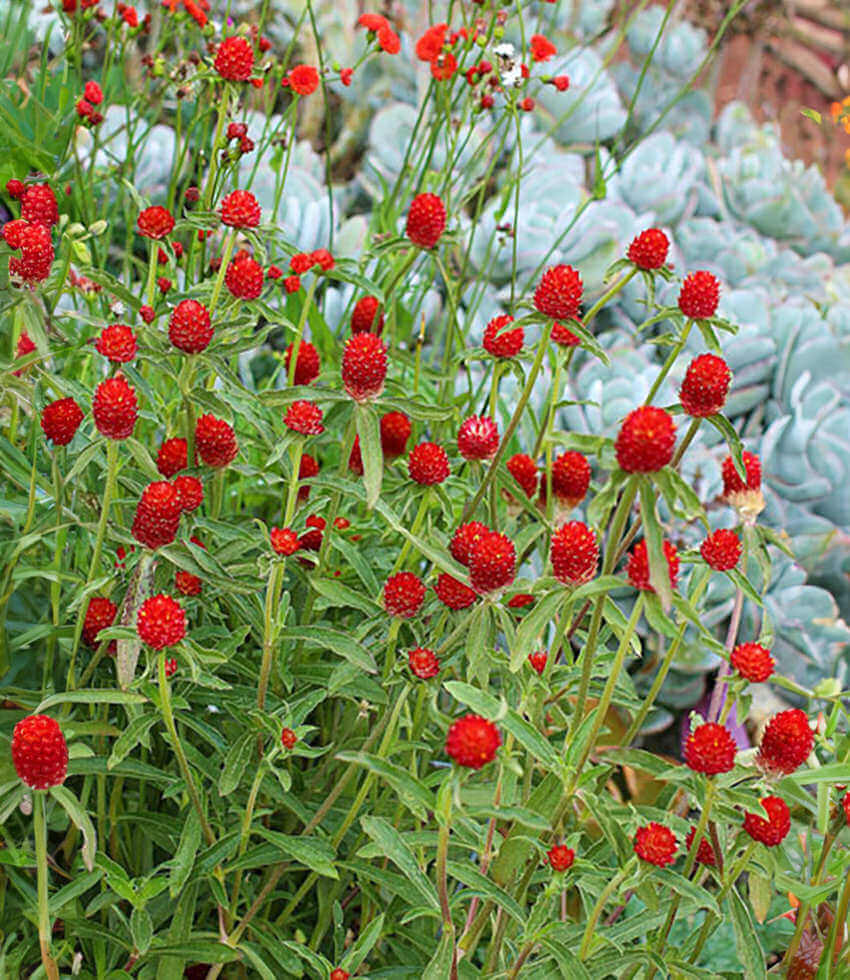 Gomphrena haageana, Strawberry Fields, Rio Grande Globe Amaranth