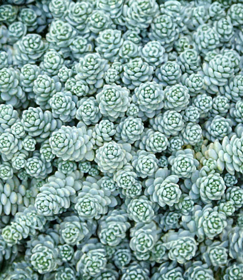 Sedum dasyphyllum major, Stonecrop
