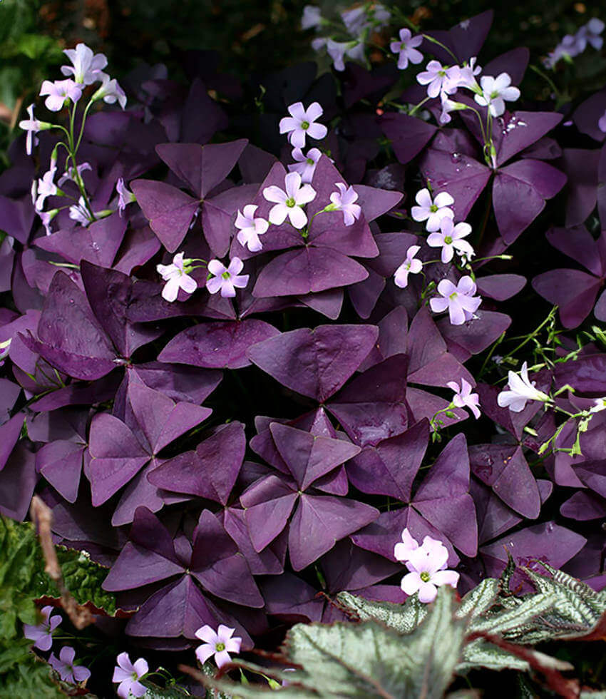Oxalis regnellii var. triangularis, Mijke, False Shamrock