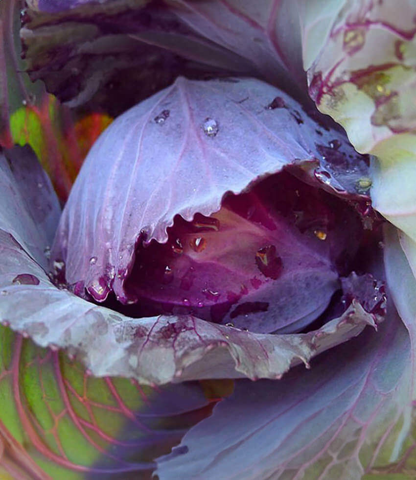 Cabbage: 6-pack, Ruby Ball