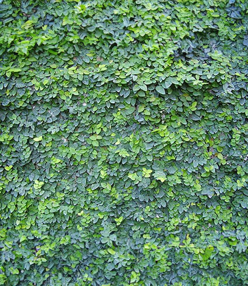 Ficus pumila, Creeping Fig