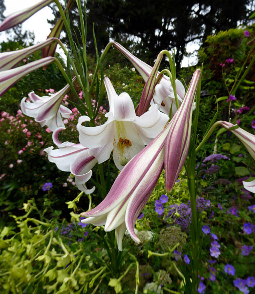 Lilium formosanum, Formosa Lily