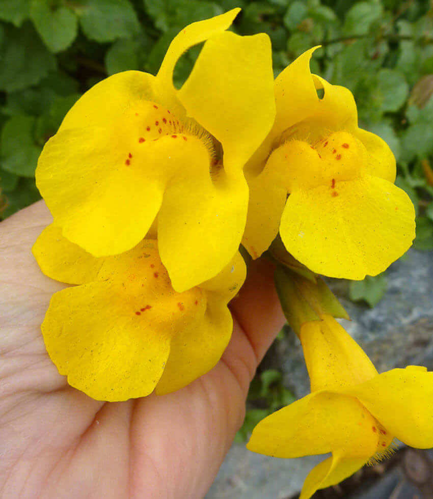 Mimulus guttatus , Seep Monkey Flower, Common Monkey Flower, Yellow Monkey Flower