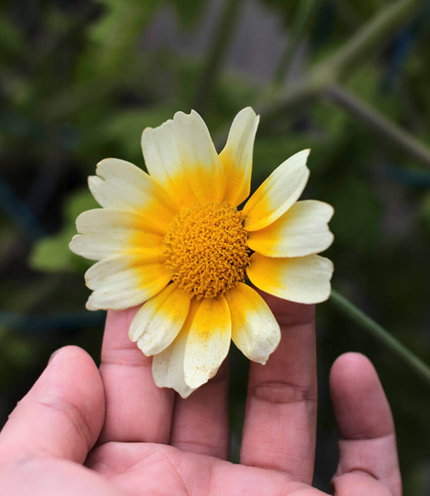 Glebionis coronaria, Shungiku, Edible Chrysanthemum