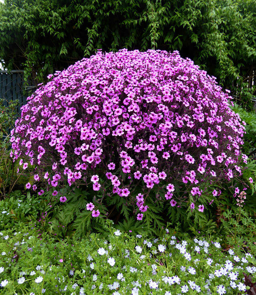 Geranium maderense, Ginormous Geranium