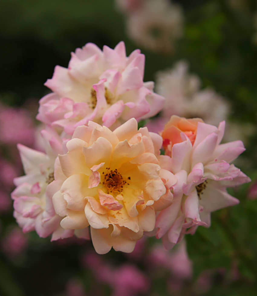 Rosa, Perle d'Or