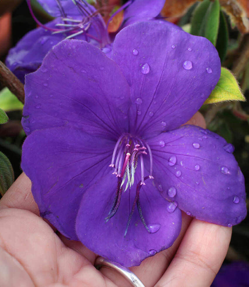 Tibouchina urvilliana, Princess Flower