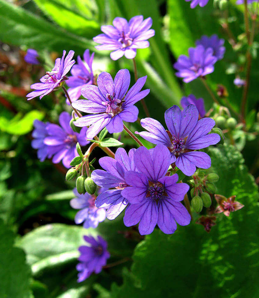 Geranium pyrenaicum, Bill Wallis, Hedgerow Cranesbill