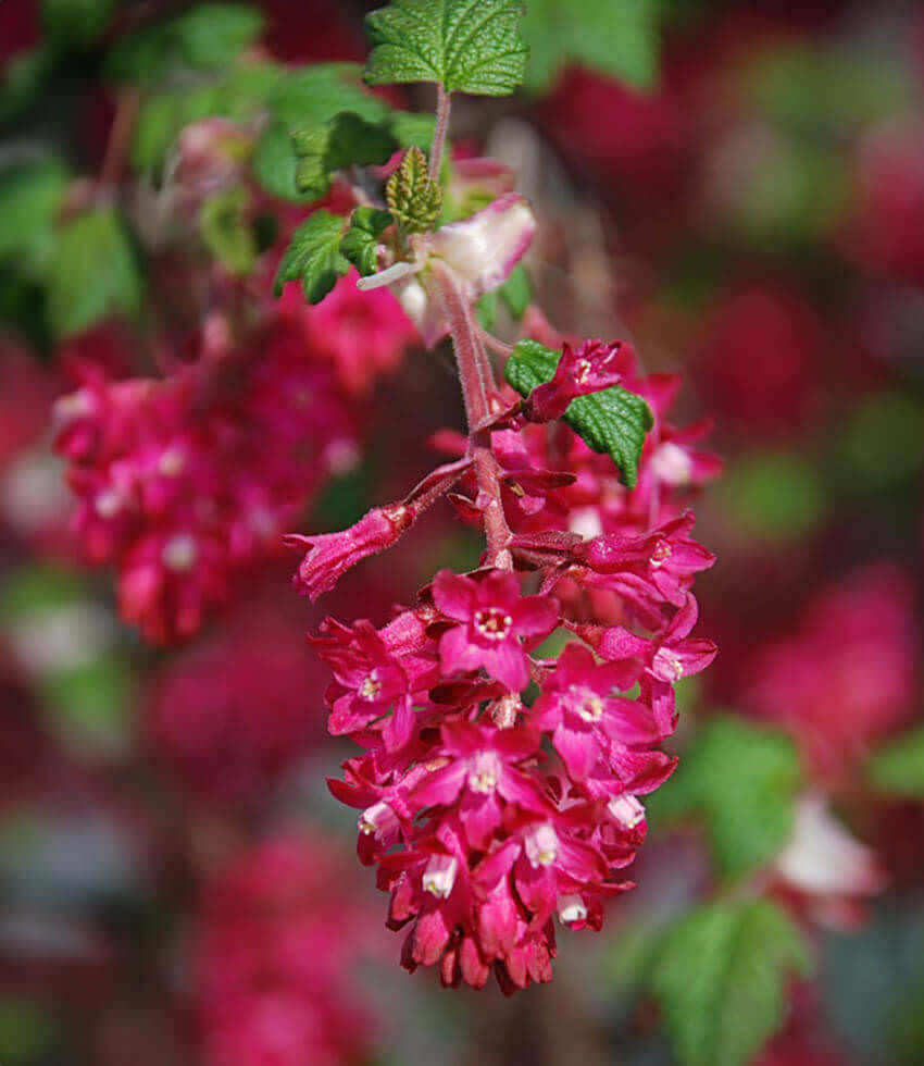 Ribes sanguineum, King Edward VII, Redflower Currant