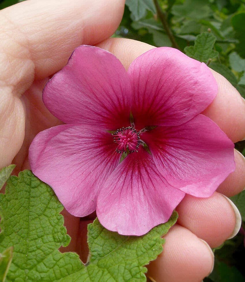 Anisodontea sp., Strybing Beauty, Cape Mallow