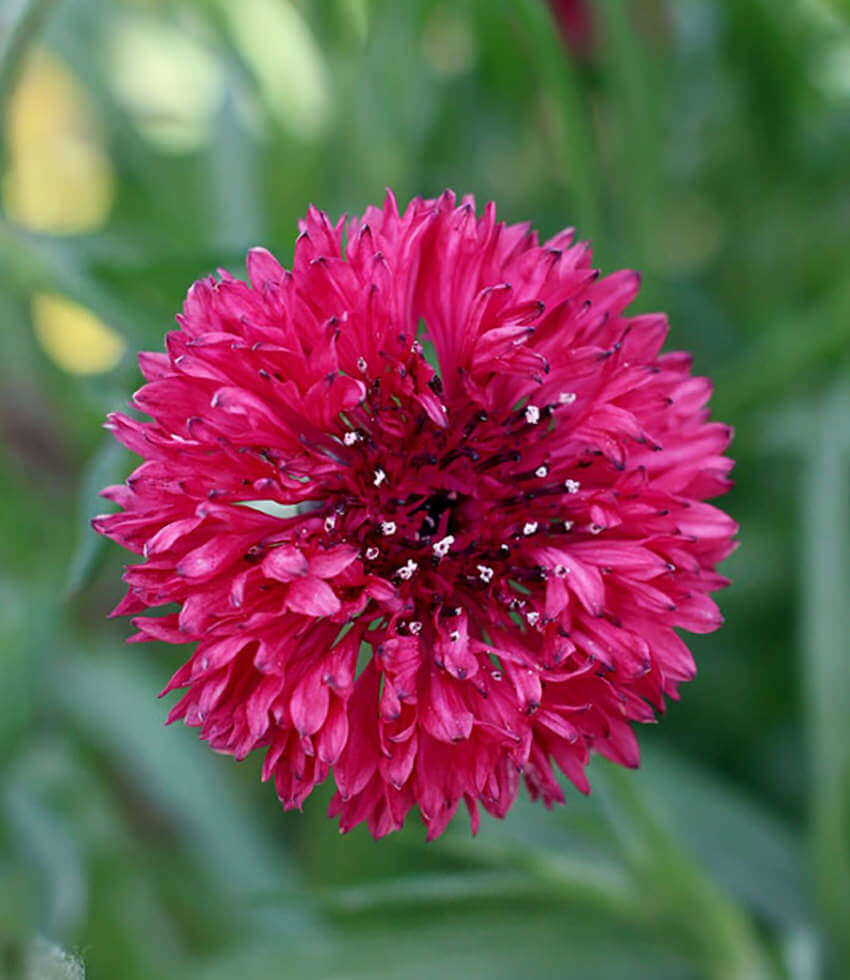 Centaurea cyanus, Red Boy, Bachelor's Buttons, Cornflower