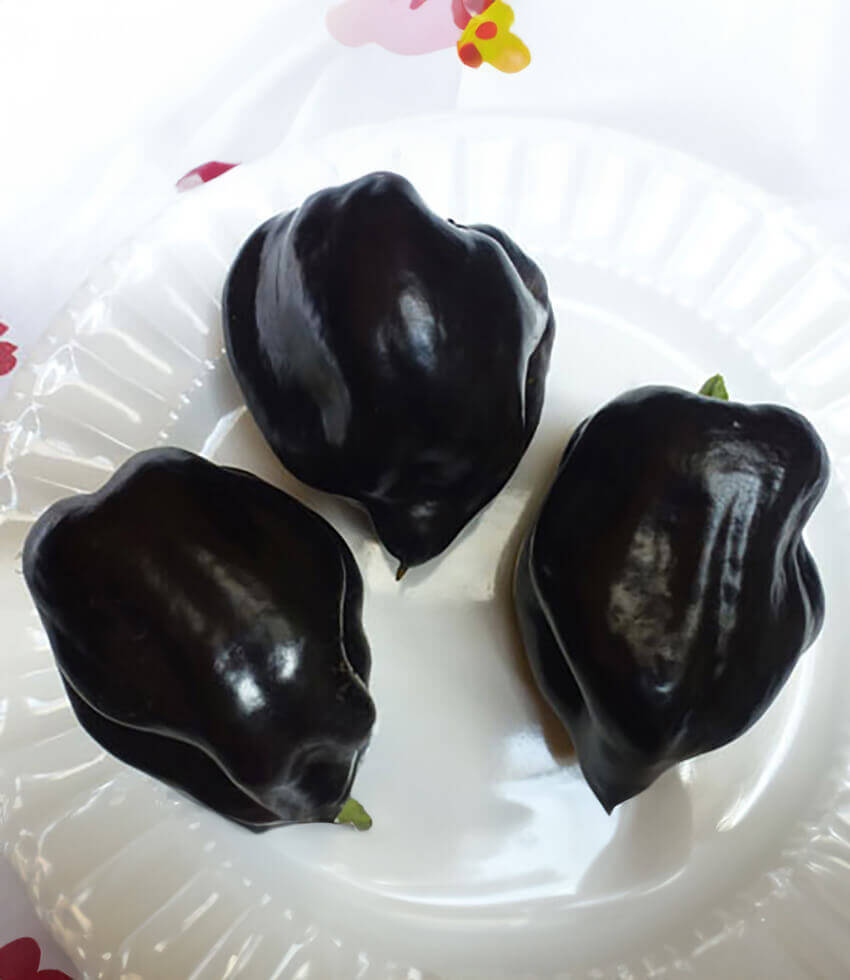 Pepper, Purple Beauty