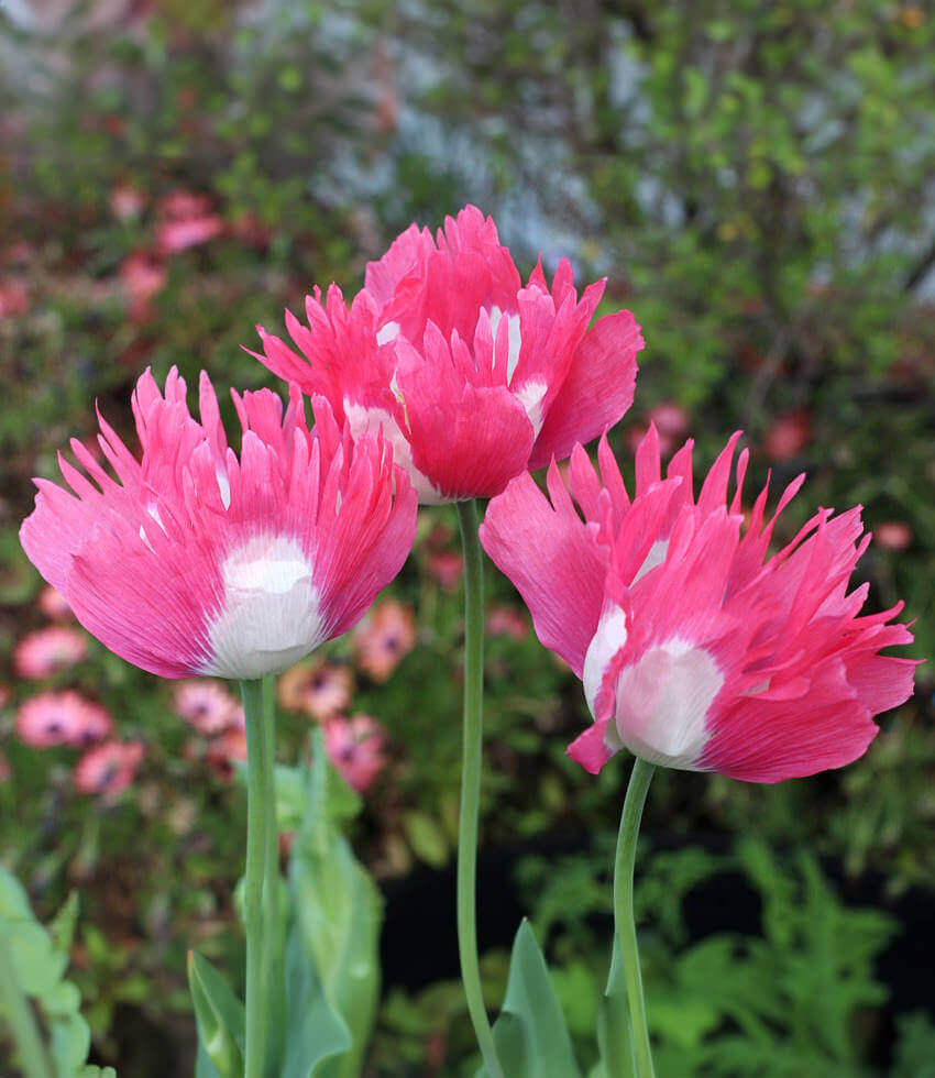 Papaver hybridum, Afghan Pink and White, Poppy