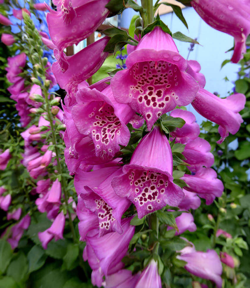 Digitalis purpurea, Camelot Rose, Foxglove, Lady's Glove
