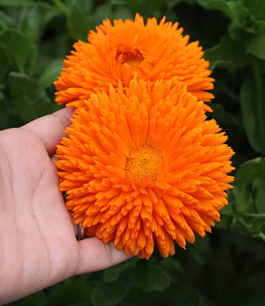 Calendula officinalis, Radio, Pot Marigold
