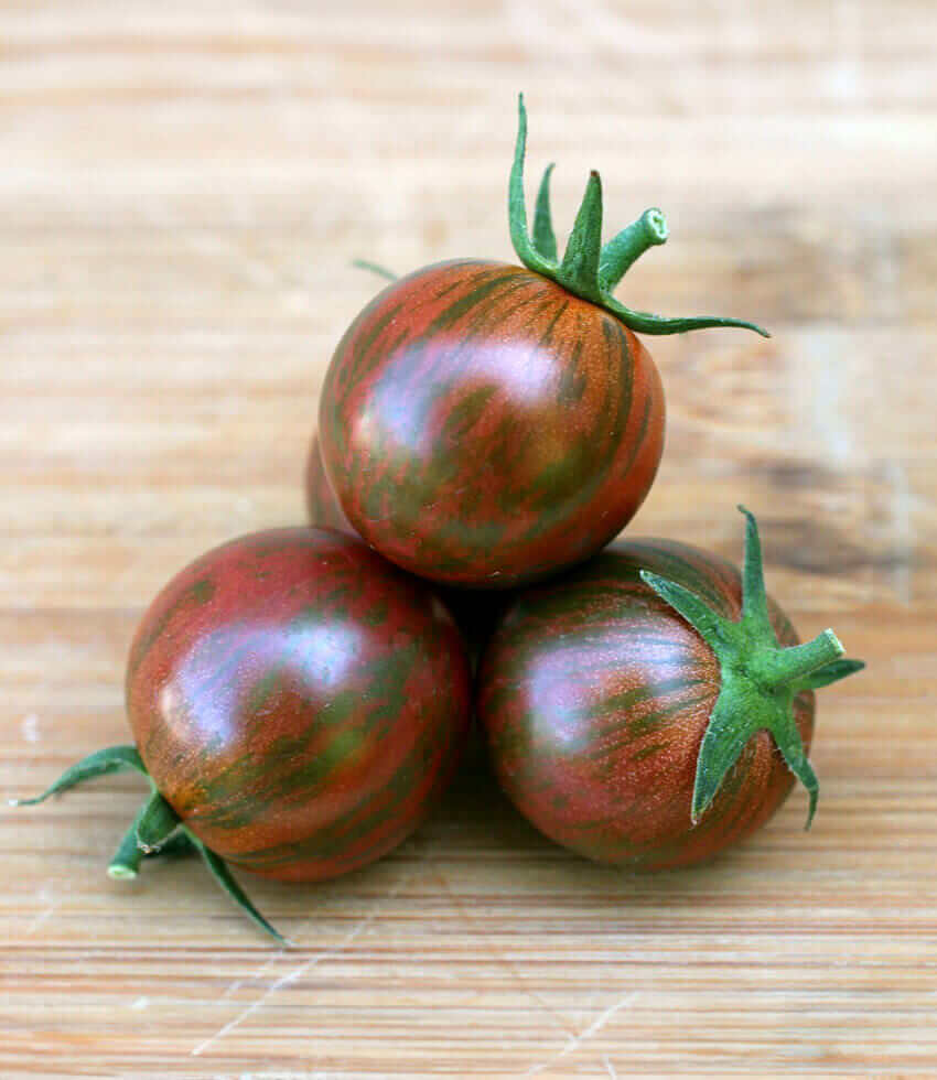Tomato, Purple Bumble Bee