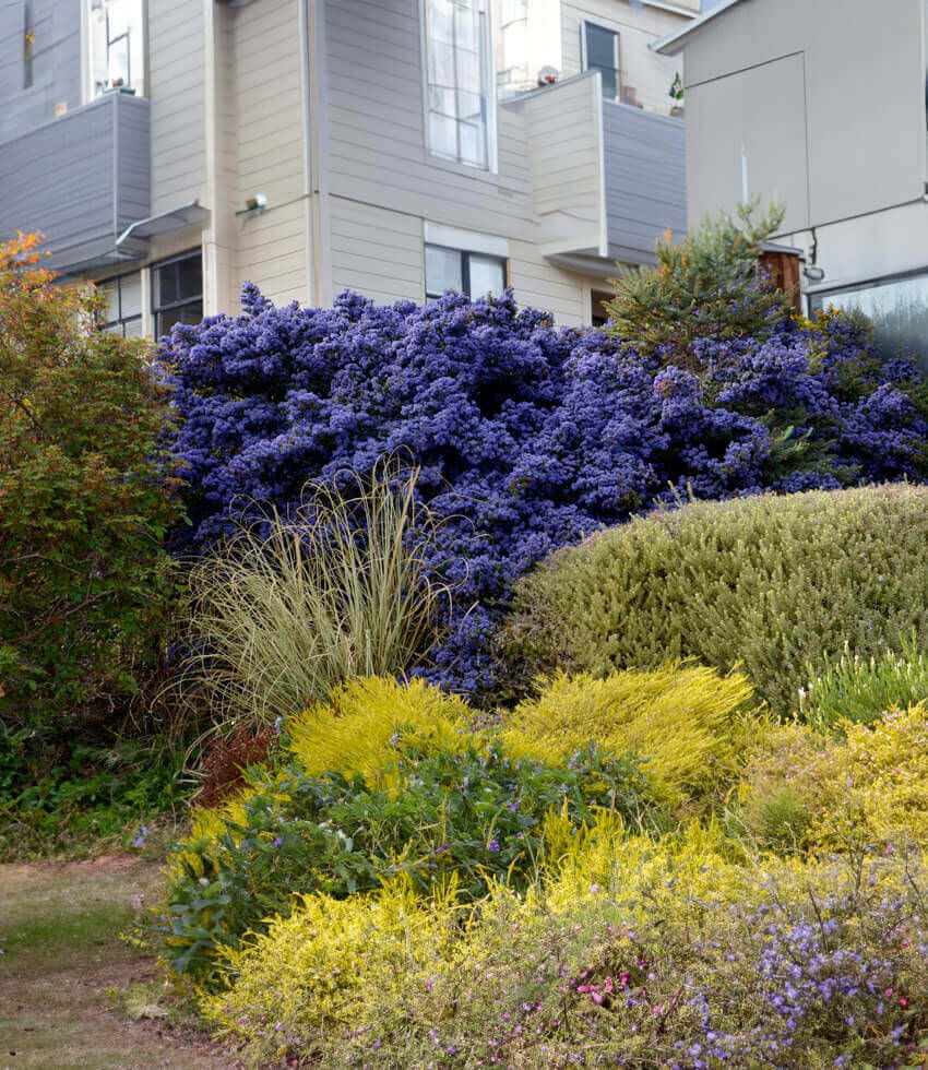 Ceanothus, Julia Phelps, California Lilac, Wild Lilac