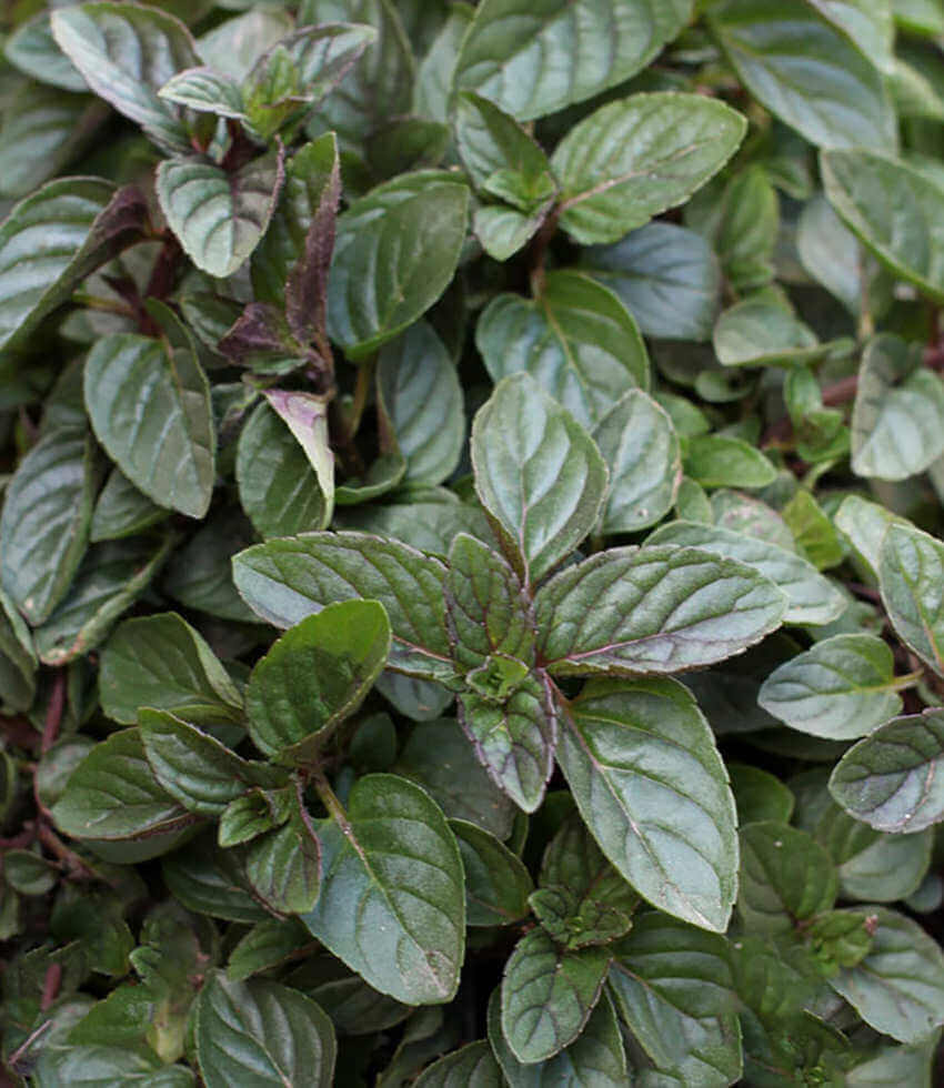 Mint 'Peppermint'