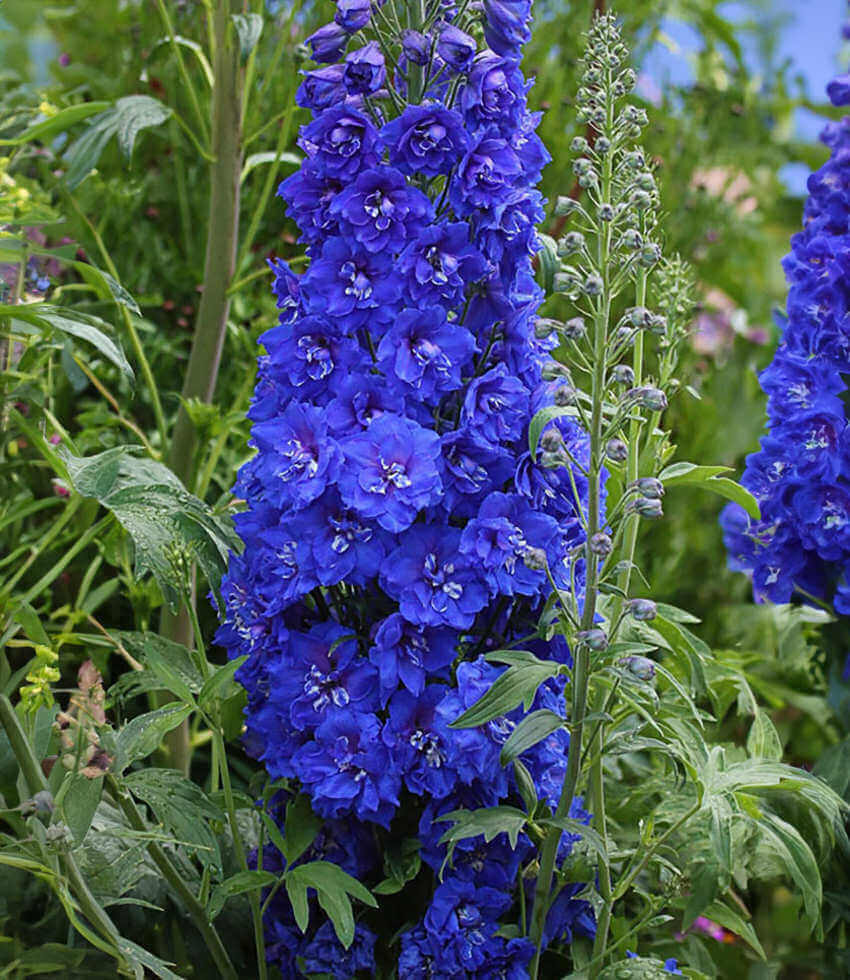 Delphinium elatum, Cobalt Dreams, Larkspur