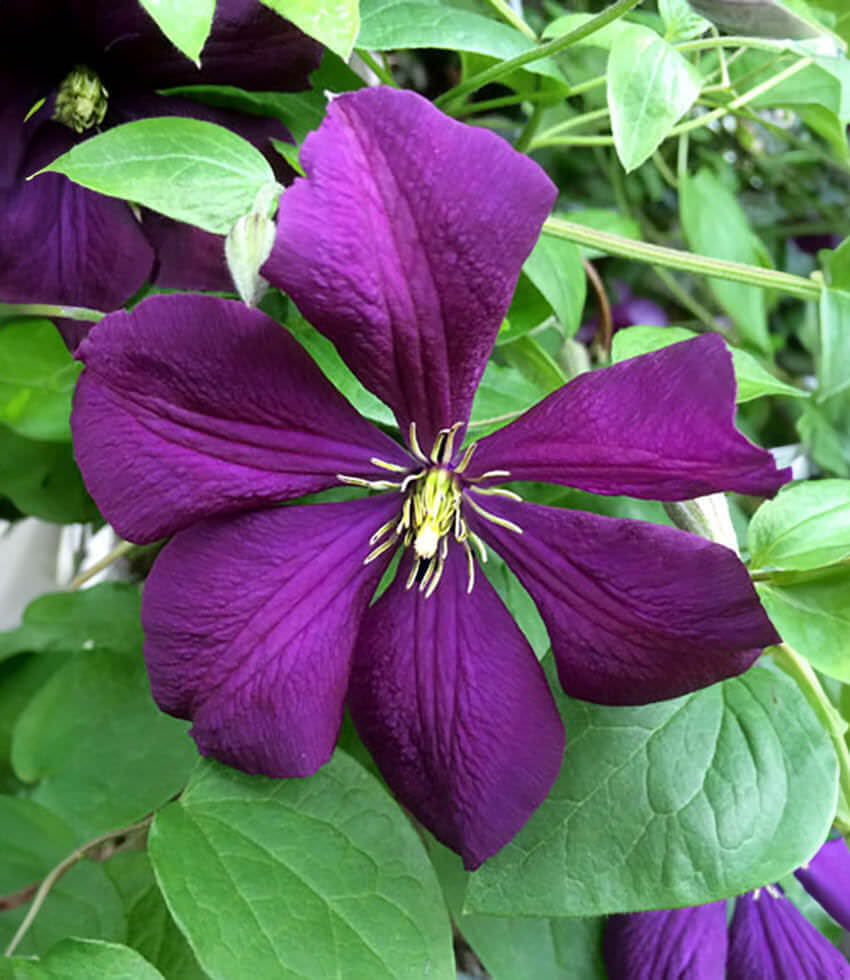 Clematis, Etoile Violette, Leatherflower, Old Man's Beard, Vase Vine, Virgin's Bower