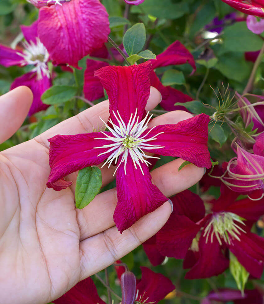Clematis, Madame Julia Correvon, Leatherflower, Old Man's Beard, Vase Vine, Virgin's Bower