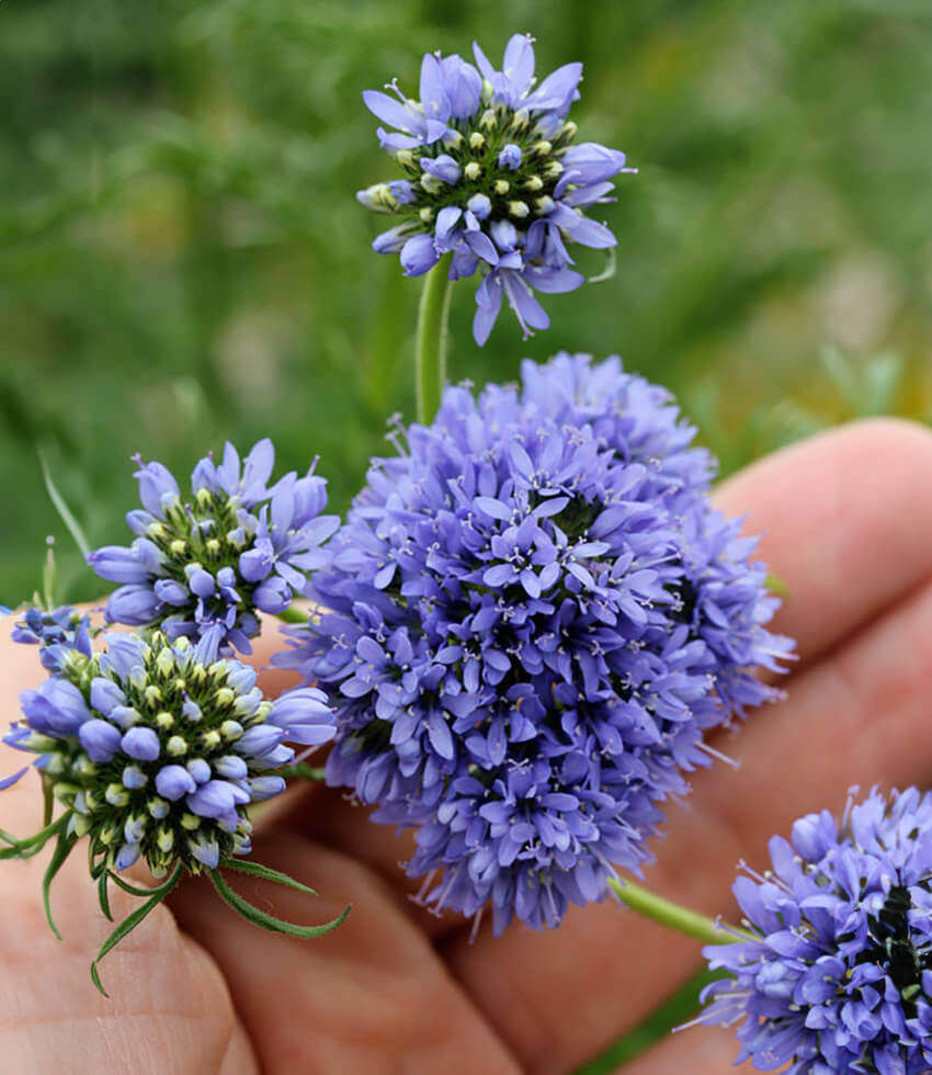 Gilia capitata, Blue Thimble Flower
