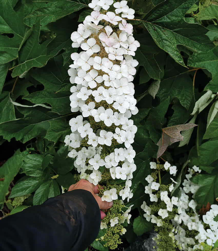 Hydrangea quercifolia, Pee Wee, Oakleaf Hydrangea