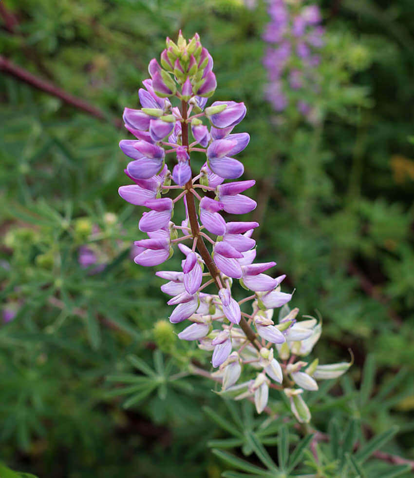 Lupinus propinquus, Blue Bush Lupine