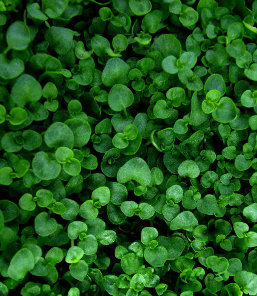Mentha requienii, Corsican Mint