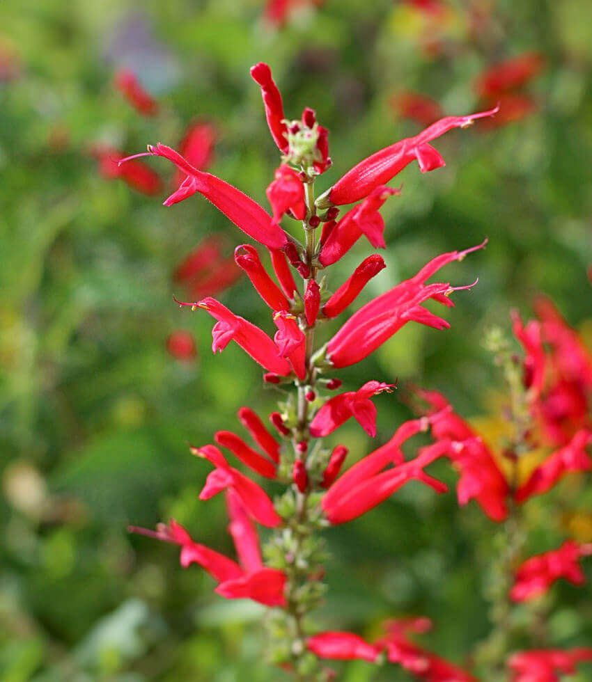 Salvia elegans, Pineapple Sage