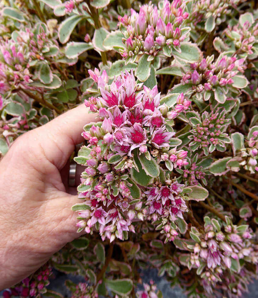 Sedum spurium, Tricolor, Stonecrop