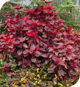 Iresine herbstii, Brilliantissima, Beefsteak