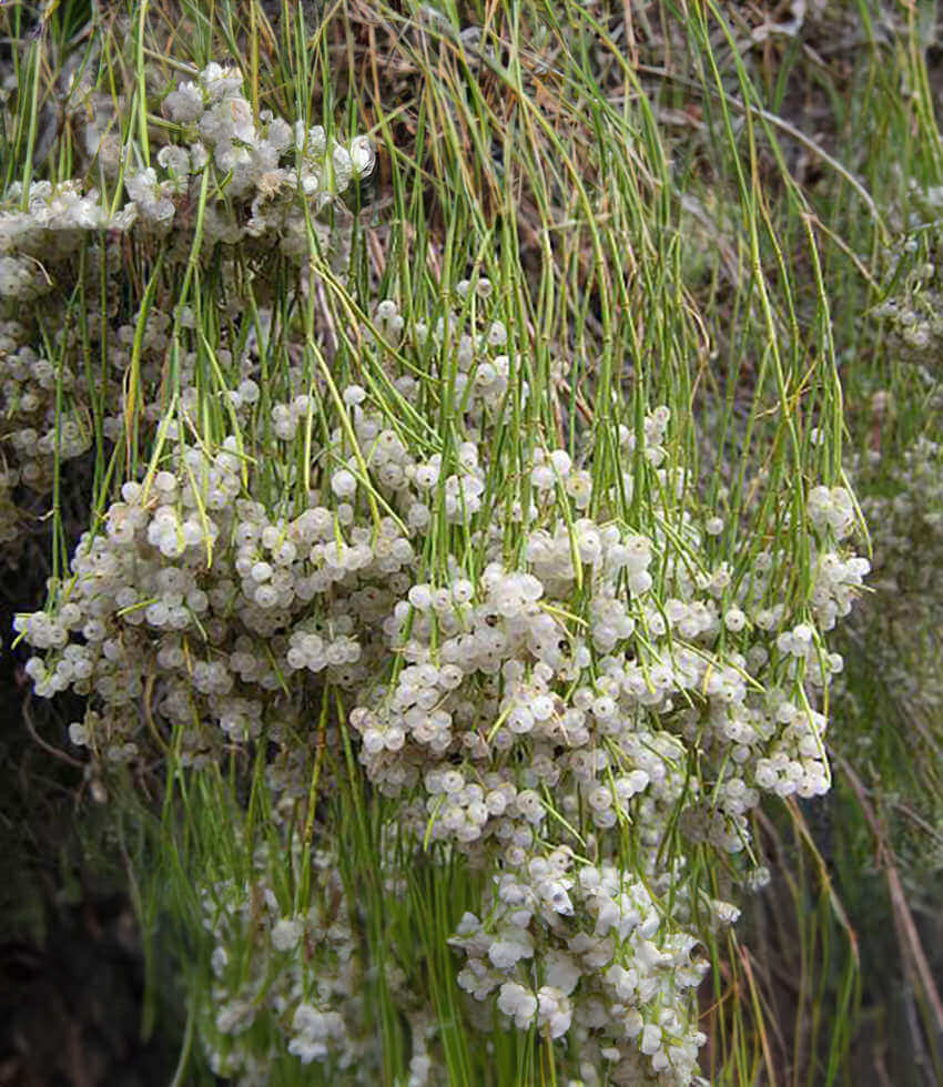Plocama pendula