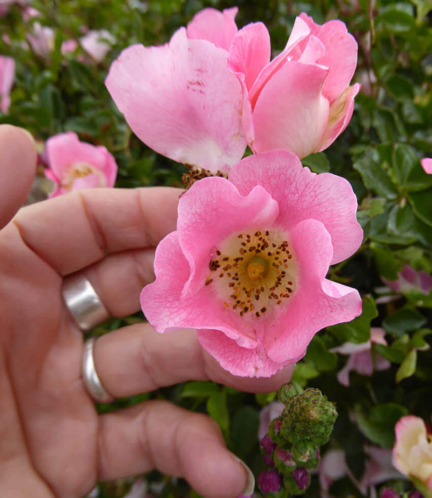 Rosa, Carefree Delight, Shrub Rose