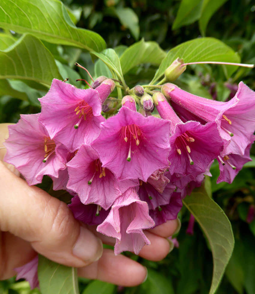 Iochroma, Princess