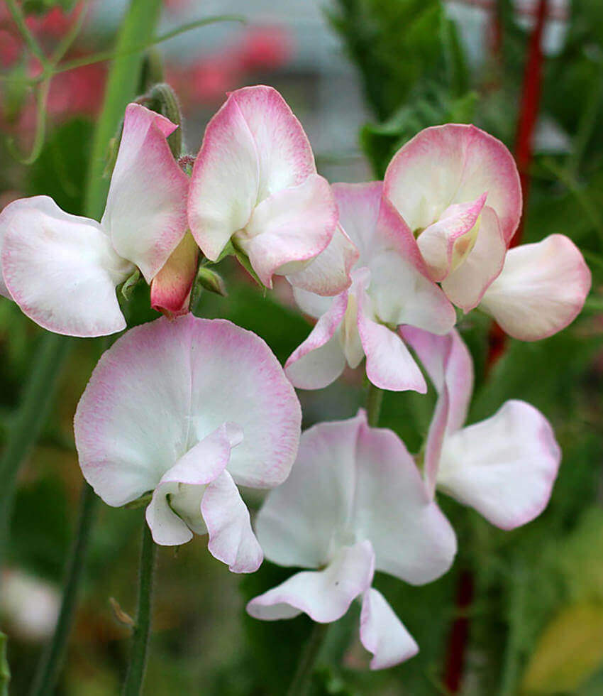 Lathyrus odoratus, High Society, Sweet Pea
